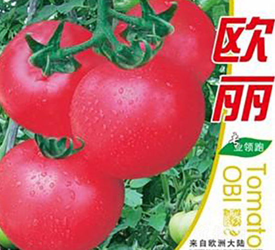 歐麗-番茄種子-鑫園世家