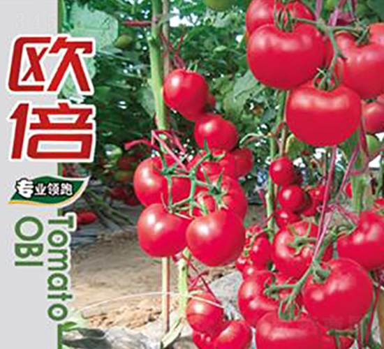 歐倍-番茄種子-鑫園世家