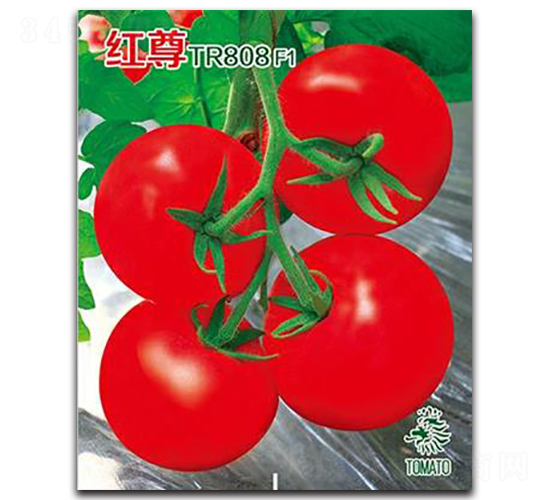 紅尊TR808-番茄種子-鑫園世家