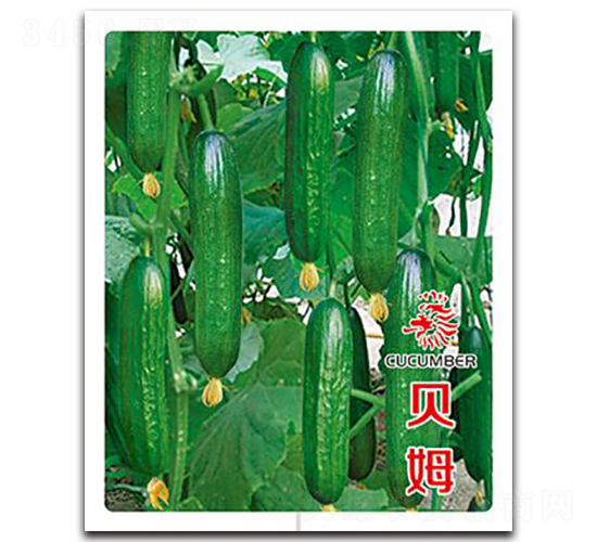 貝姆-黃瓜種子-鑫園世家