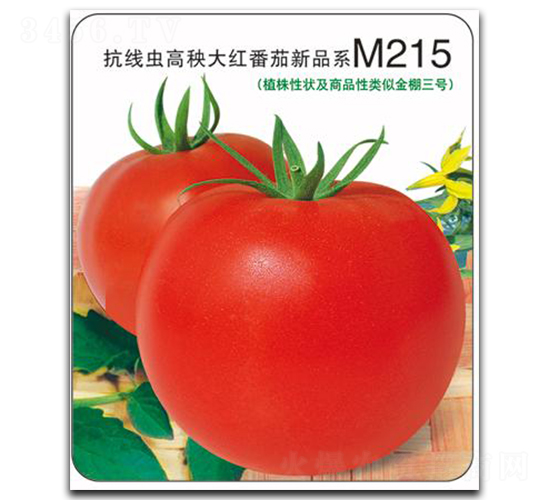 金棚M215-番茄種子