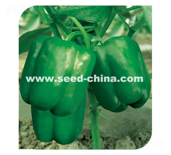 美國(guó)力特甜椒-辣椒種子-冀新種業(yè)