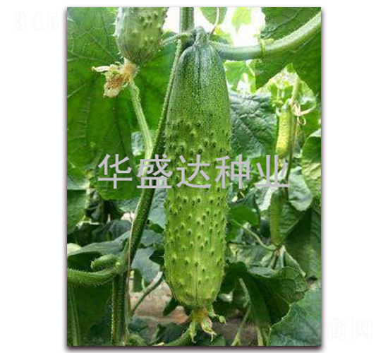 盛達(dá)908-黃瓜種子-華盛達(dá)