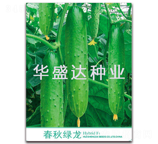 春秋綠龍-黃瓜種子-華盛達