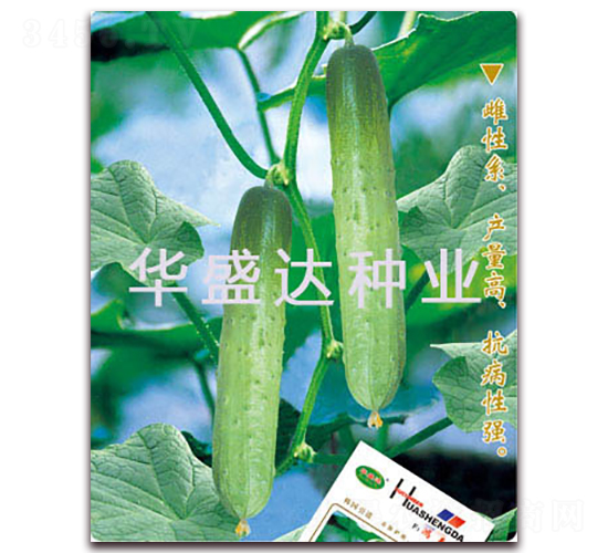 鴻春-黃瓜種子-華盛達