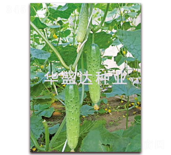 盛達(dá)116-黃瓜種子-華盛達(dá)