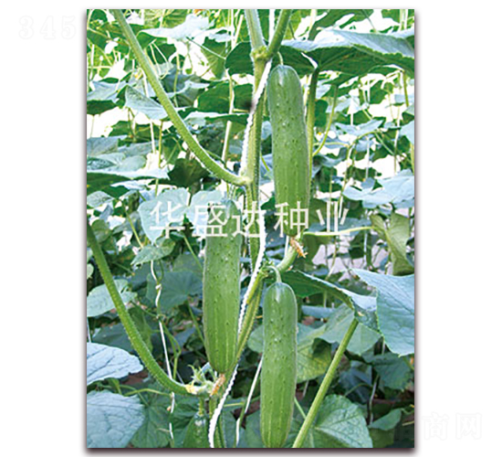盛達168-黃瓜種子-華盛達