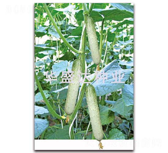 盛達(dá)313-黃瓜種子-華盛達(dá)
