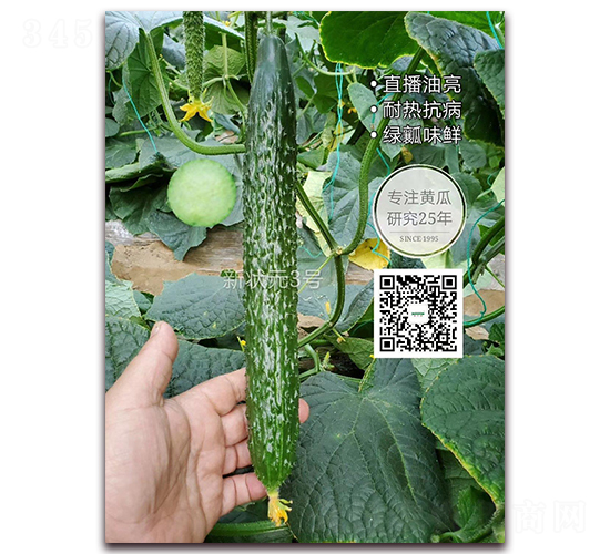 新狀元3號-密刺黃瓜種子-新干線