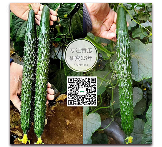 狀元7號-密刺黃瓜種子-新干線
