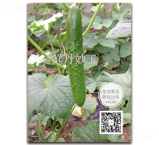 妙玉-黃瓜種子-新干線