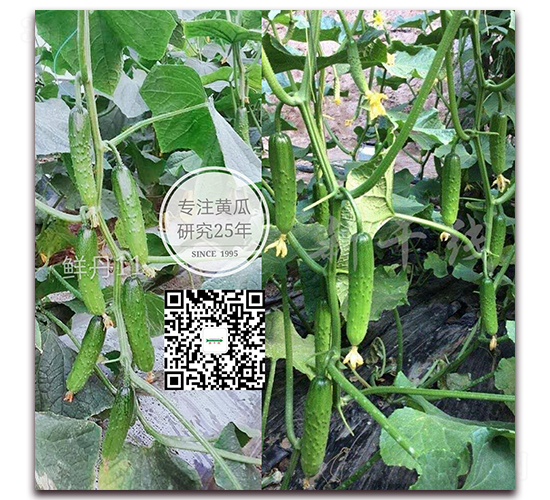 鮮丹十一號-黃瓜種子-新干線