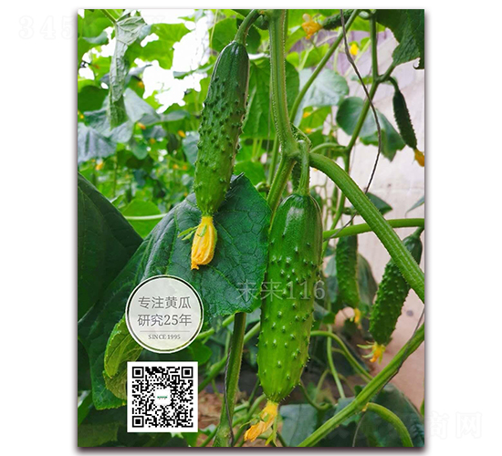 未來(lái)116-黃瓜種子-新干線