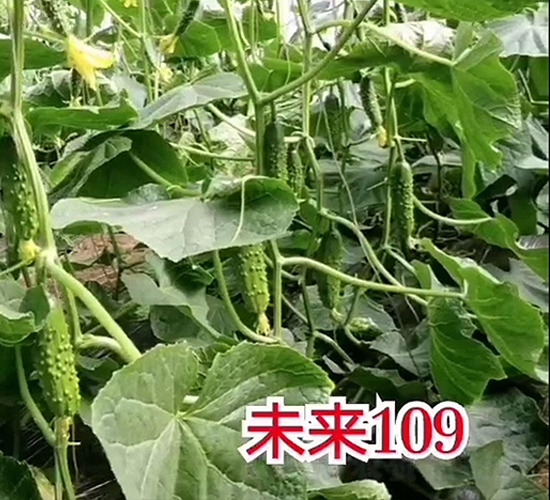 未來109-黃瓜種子-新干線