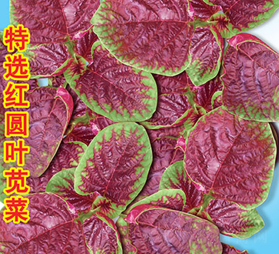特選紅圓葉莧菜-莧菜種子-萬農高科