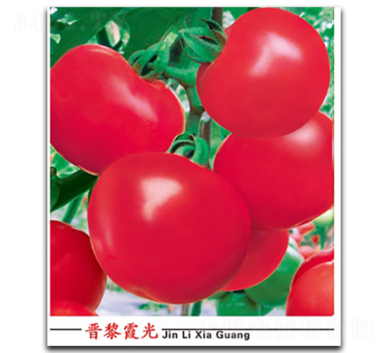 晉黎霞光-番茄種子-晉黎來