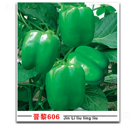 晉黎606-辣椒種子-晉黎來