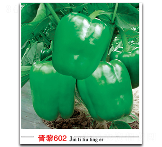 晉黎602-辣椒種子-晉黎來