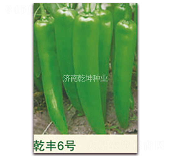 乾豐6號-辣椒種子-乾坤種業(yè)