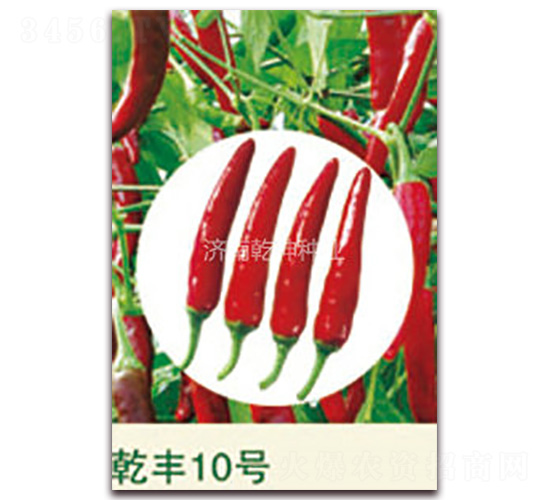 乾豐10號-辣椒種子-乾坤種業(yè)
