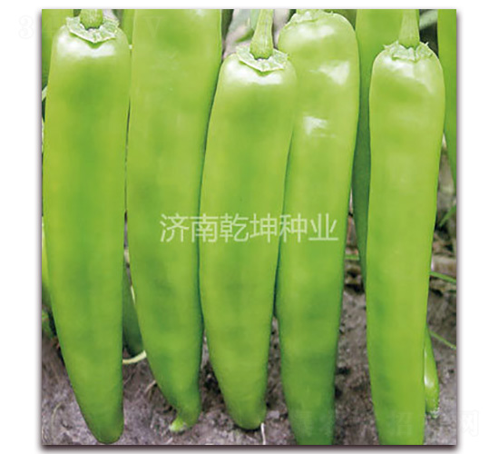 乾研18號-辣椒種子-乾坤種業(yè)