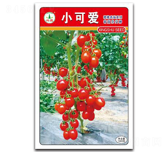 小可愛(ài)-番茄種子-興蔬種業(yè)