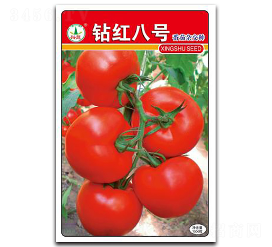 鉆紅八號-番茄種子-興蔬種業(yè)