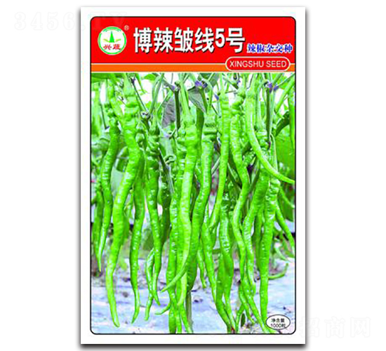 博辣皺線5號-辣椒種子-興蔬種業(yè)