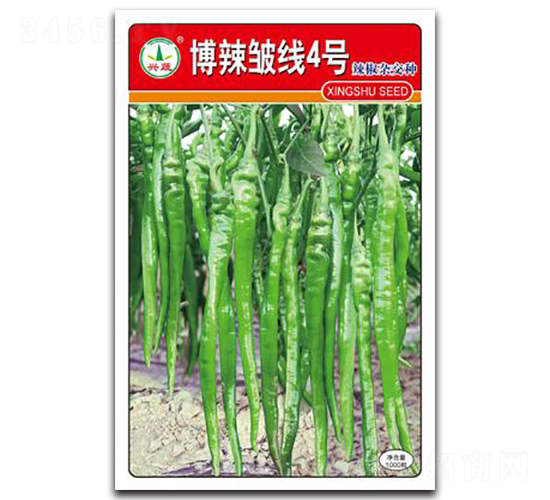 博辣皺線4號-辣椒種子-興蔬種業(yè)