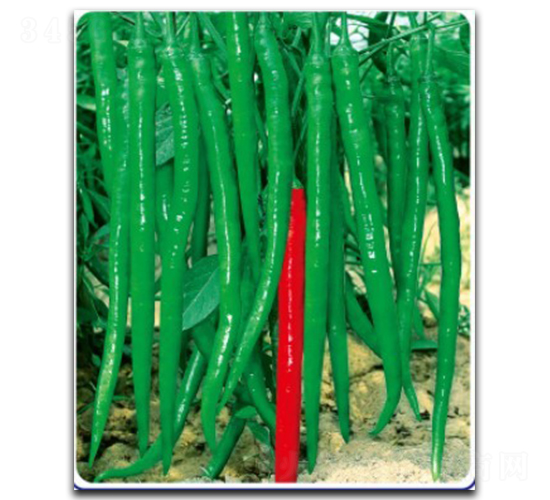 線優(yōu)11號(hào)-辣椒種子-徽大農(nóng)業(yè)