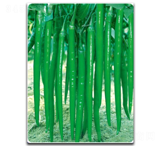 特長線椒王30號-辣椒種子-徽大農(nóng)業(yè)