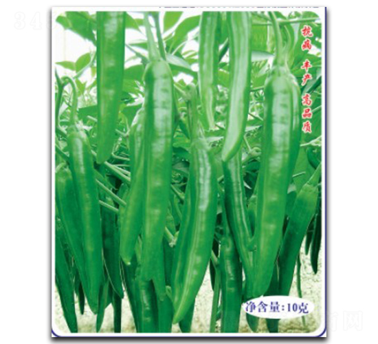 高產(chǎn)杭椒二號-辣椒種子-徽大農(nóng)業(yè)