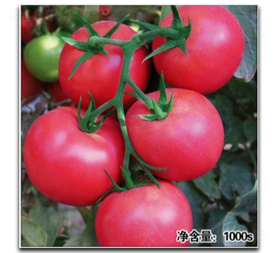 諾盾12024-番茄種子-徽大農業(yè)