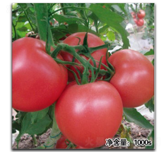 諾盾9021-番茄種子-徽大農(nóng)業(yè)
