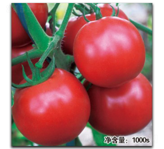 諾盾1047（抗TY）-番茄種子-徽大農(nóng)業(yè)