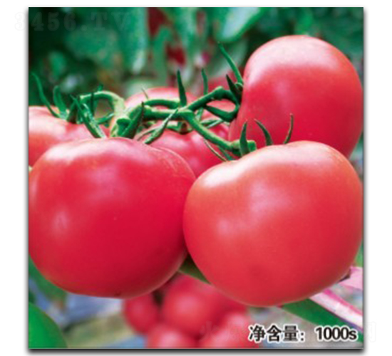 諾盾1023-番茄種子-徽大農(nóng)業(yè)