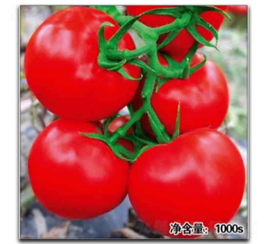 諾盾1063-番茄種子-徽大農(nóng)業(yè)