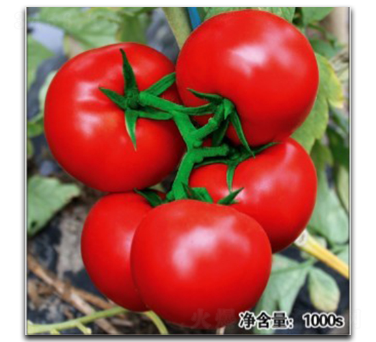 Z11208-ѷN-մrI(y)