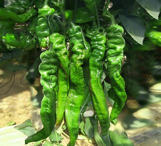 天椒4號-辣椒種子-江淮園藝