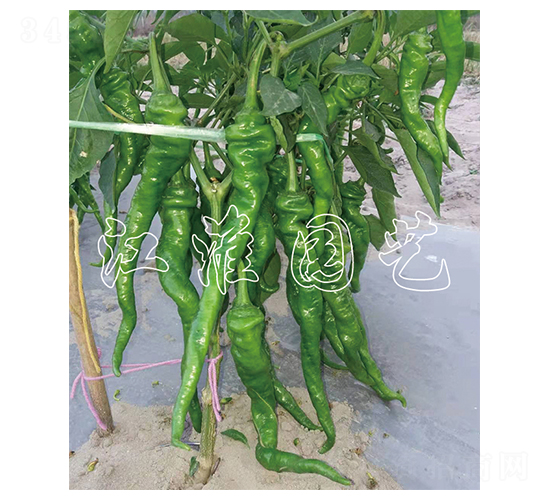 天椒6號(hào)-辣椒種子-江淮園藝