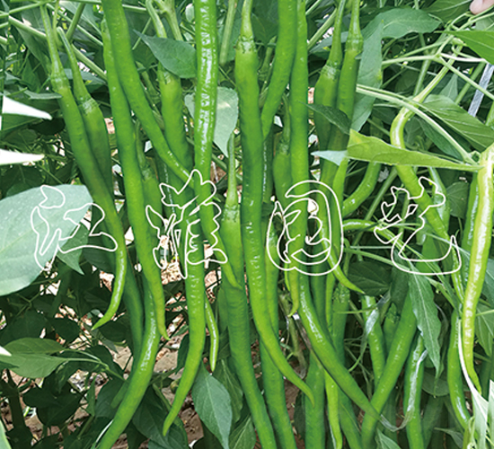 辣美2號(hào)-辣椒種子-江淮園藝