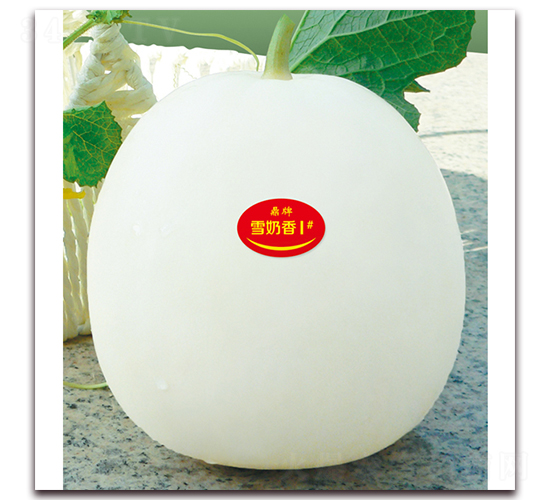 雪奶香1號(hào)-甜瓜種子-鼎牌種苗