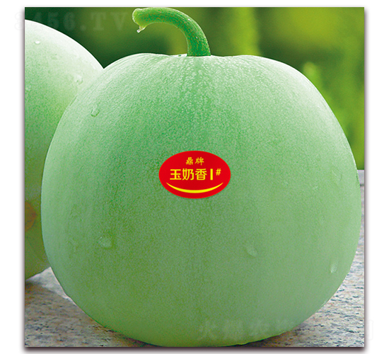玉奶香1號(hào)-甜瓜種子-鼎牌種苗