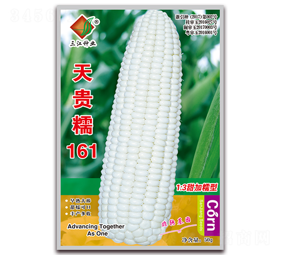 天貴糯161-糯玉米種子-三江種業(yè)