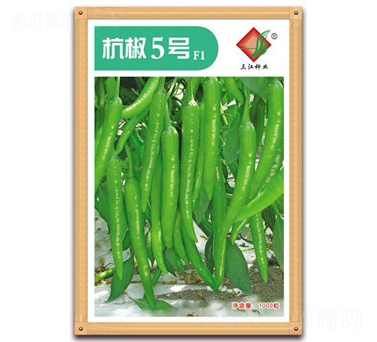 杭椒5號(hào)F1-辣椒種子-三江種業(yè)