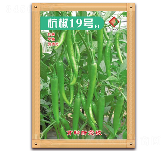杭椒19號F1-辣椒種子-三江種業(yè)
