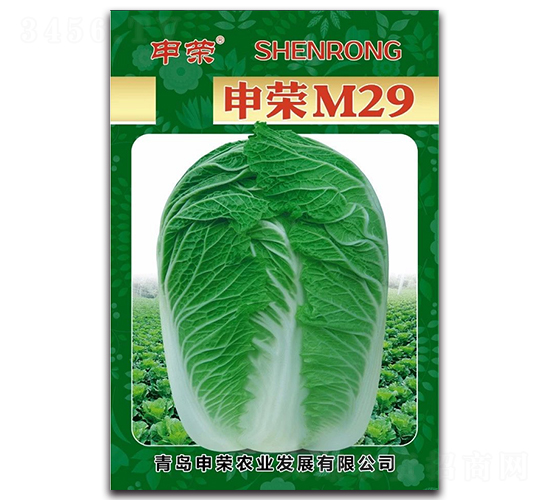 申榮M29-大白菜種子-申榮農(nóng)業(yè)
