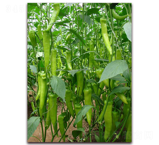 大牛角椒-辣椒種子-艾尼德