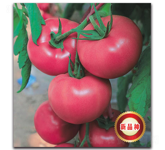 TMP16441-番茄種子-新世紀(jì)種苗