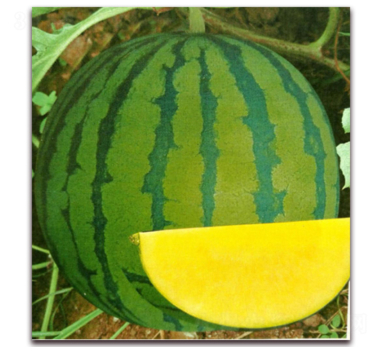 晶玉-西瓜種子-金大道
